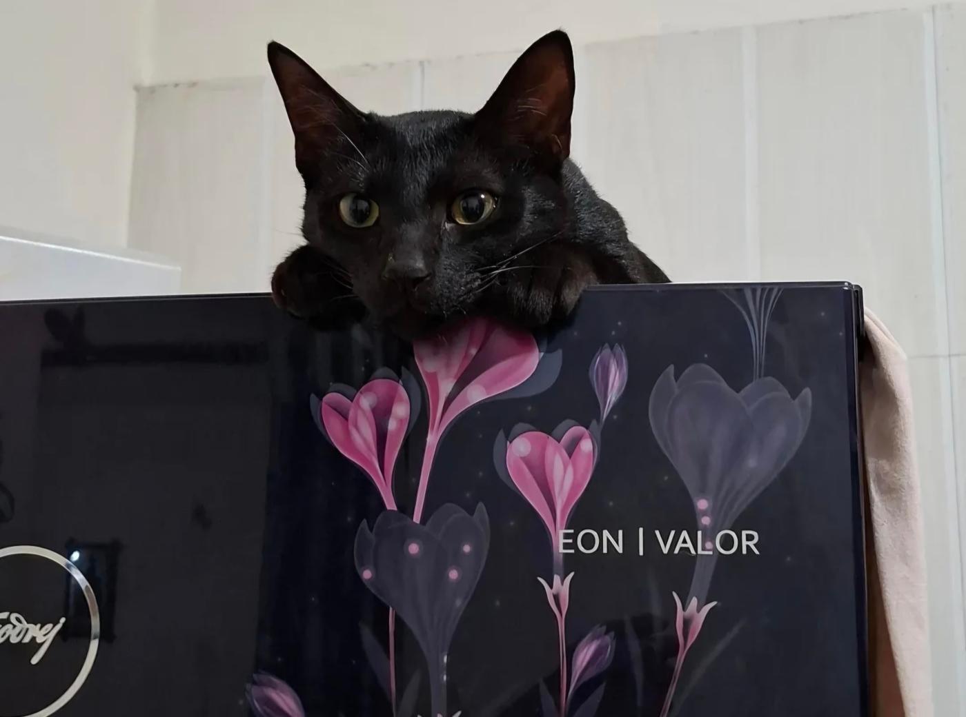 A Neutered, Vaccinated Adult Indie Cat Needs a New Home — Bengaluru