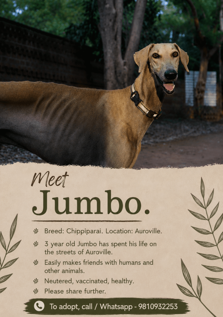 A tan Chippiparai dog with a black muzzle stands outdoors panting, in front of green trees, ribs faintly visible