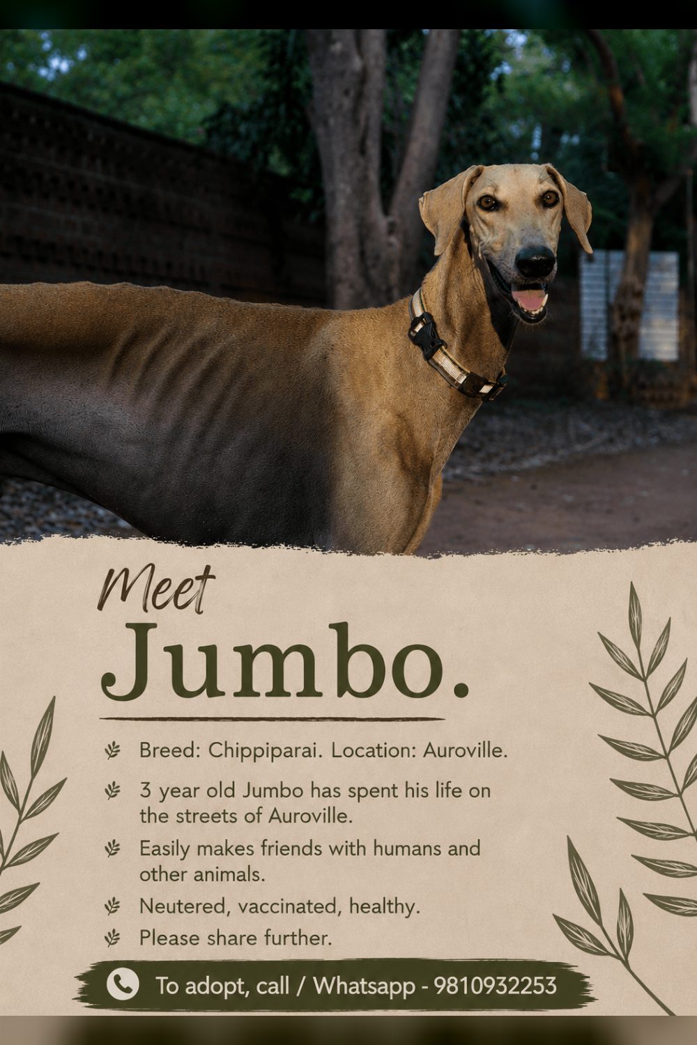 Jumbo, a Three-Year-Old Chippiparai Who Grew Up on Auroville’s Streets