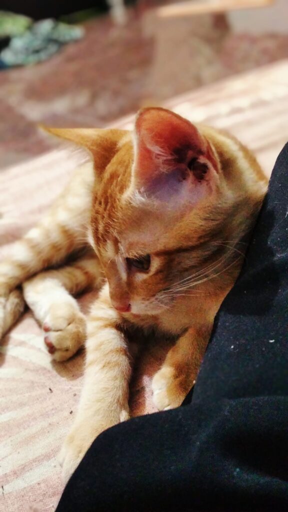 Three-month-old ginger kitten rescued in Vidyaranyapura, Bengaluru, up for adoption