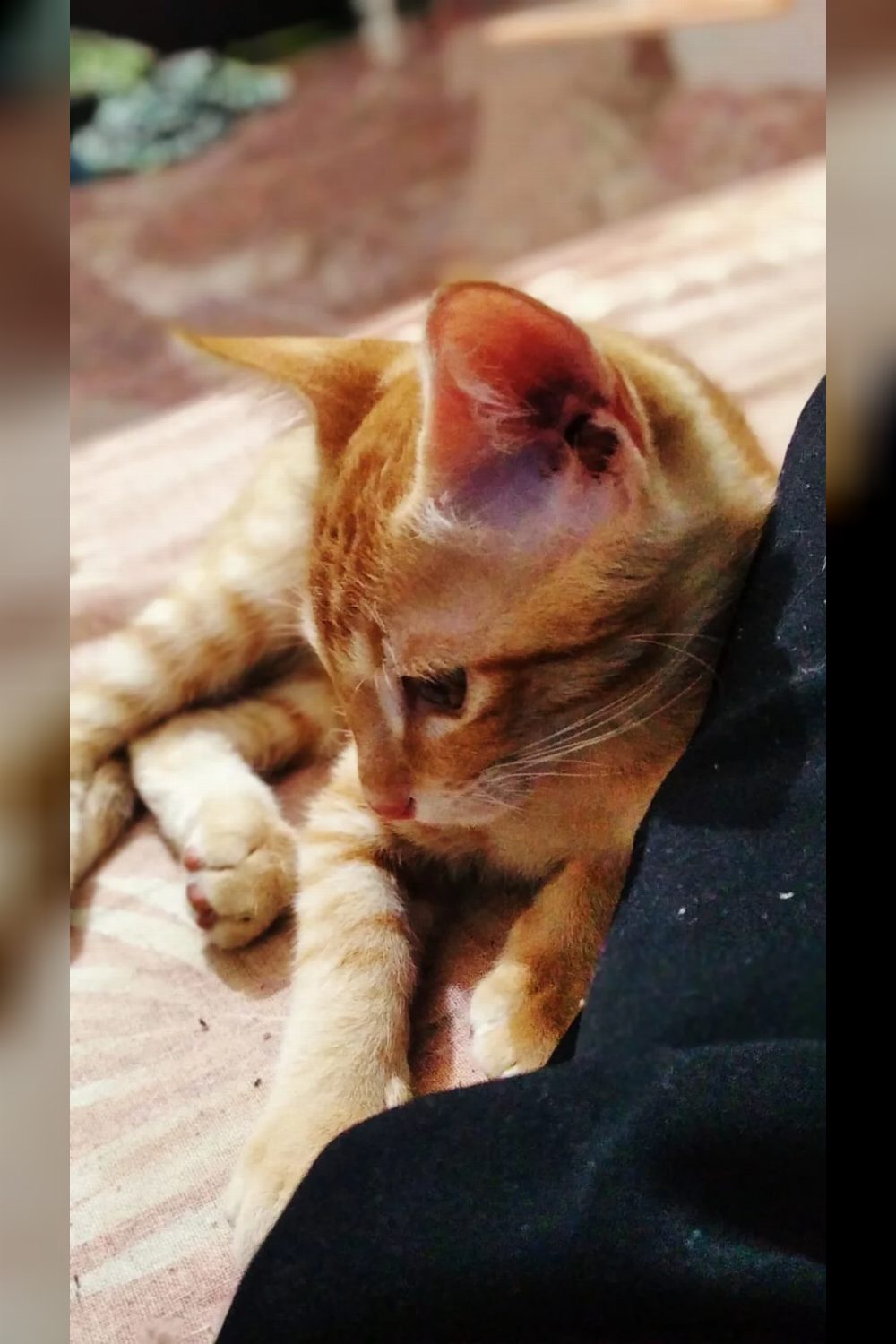 A 3-month-old ginger kitten who climbed in a window needs a home — Bengaluru