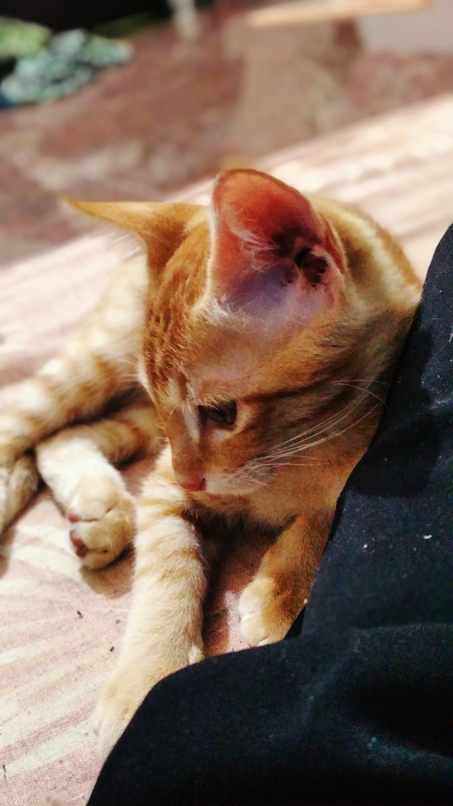 A 3-month-old ginger kitten who climbed in a window needs a home — Bengaluru