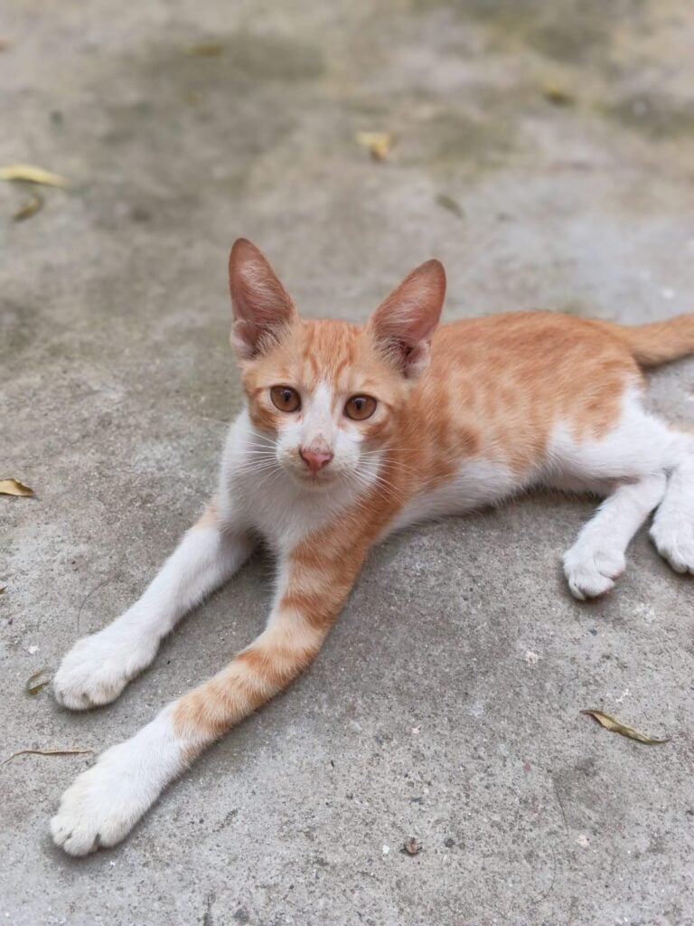 Max, a three-month-old orange and white kitten, in Malviya Nagar, Delhi