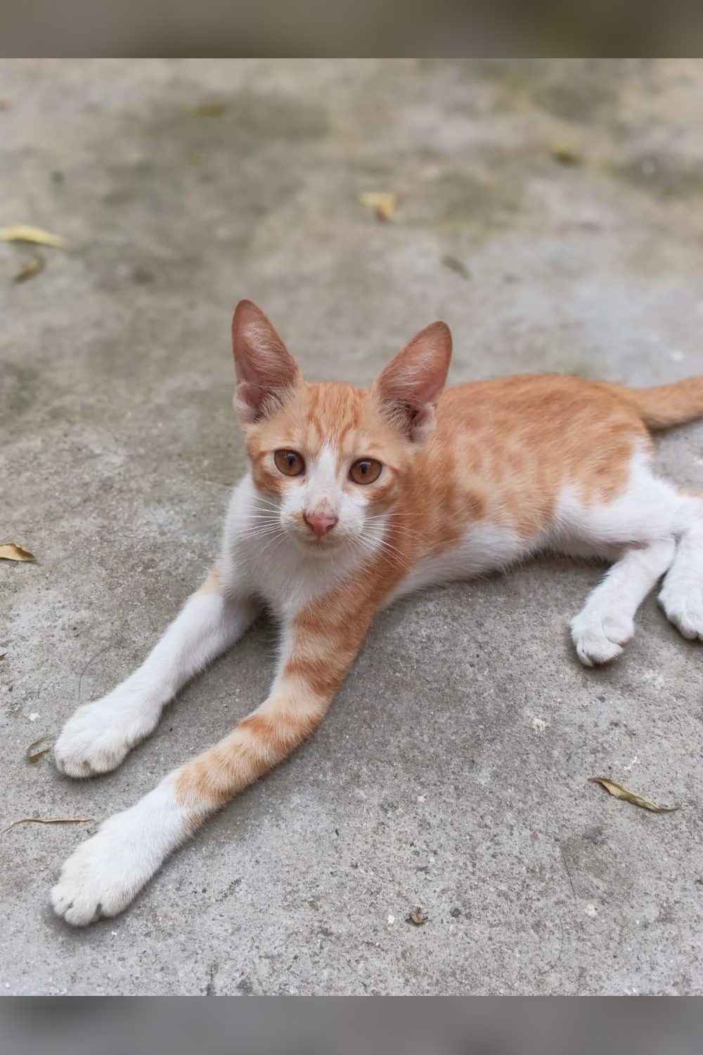 Max Is a Three-Month-Old Kitten Ready for Adoption — Delhi NCR