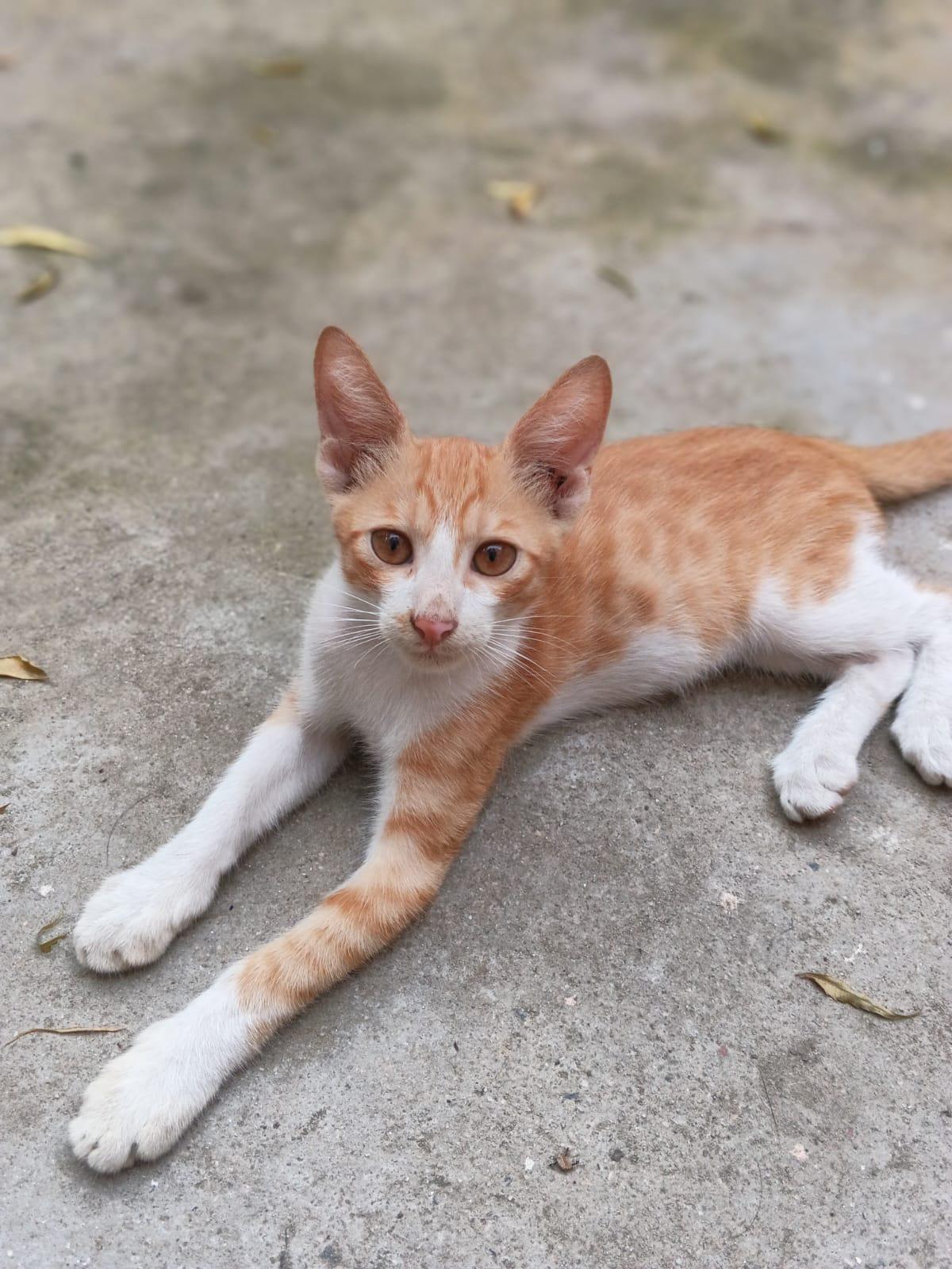 Max Is a Three-Month-Old Kitten Ready for Adoption — Delhi NCR