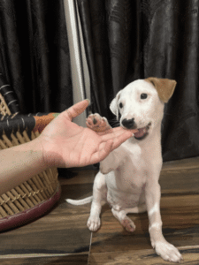 Vanilla, an Indie Pup, Is Still Waiting for a Home