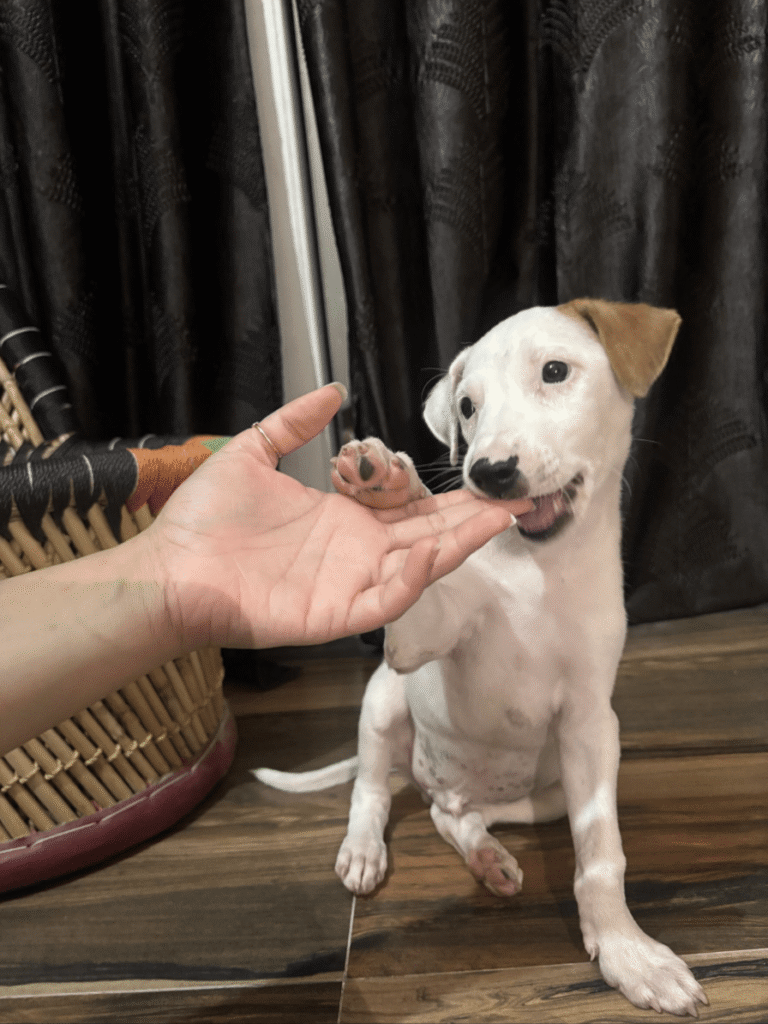 Vanilla, a 2.5-month-old indie puppy, still waiting for a home in West Delhi
