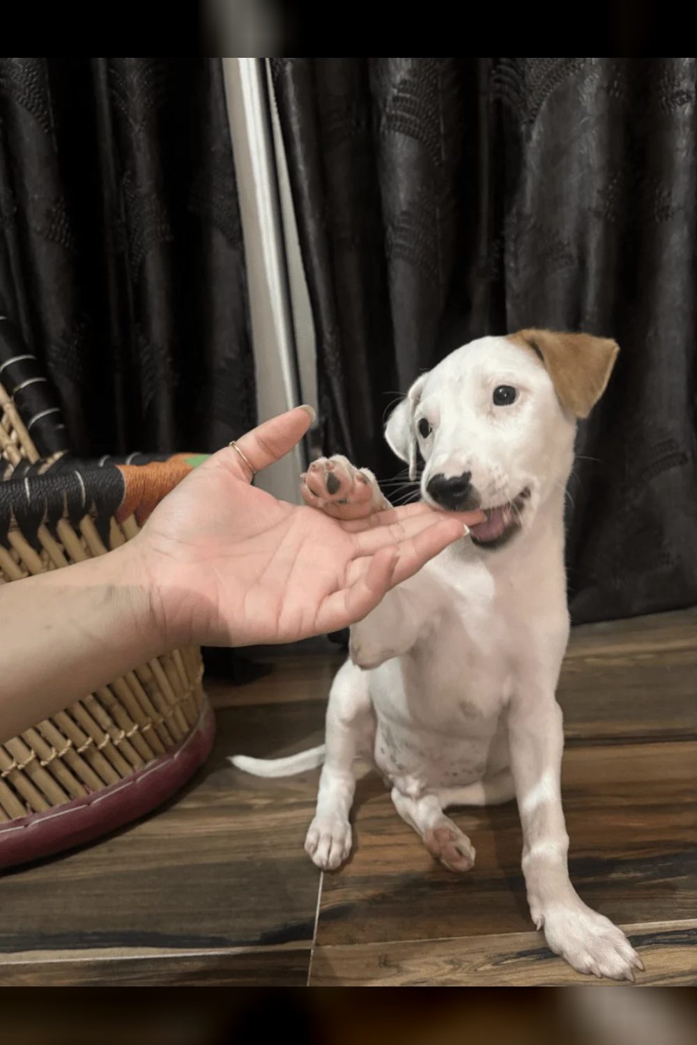 Vanilla, an Indie Pup, Is Still Waiting for a Home — Delhi NCR