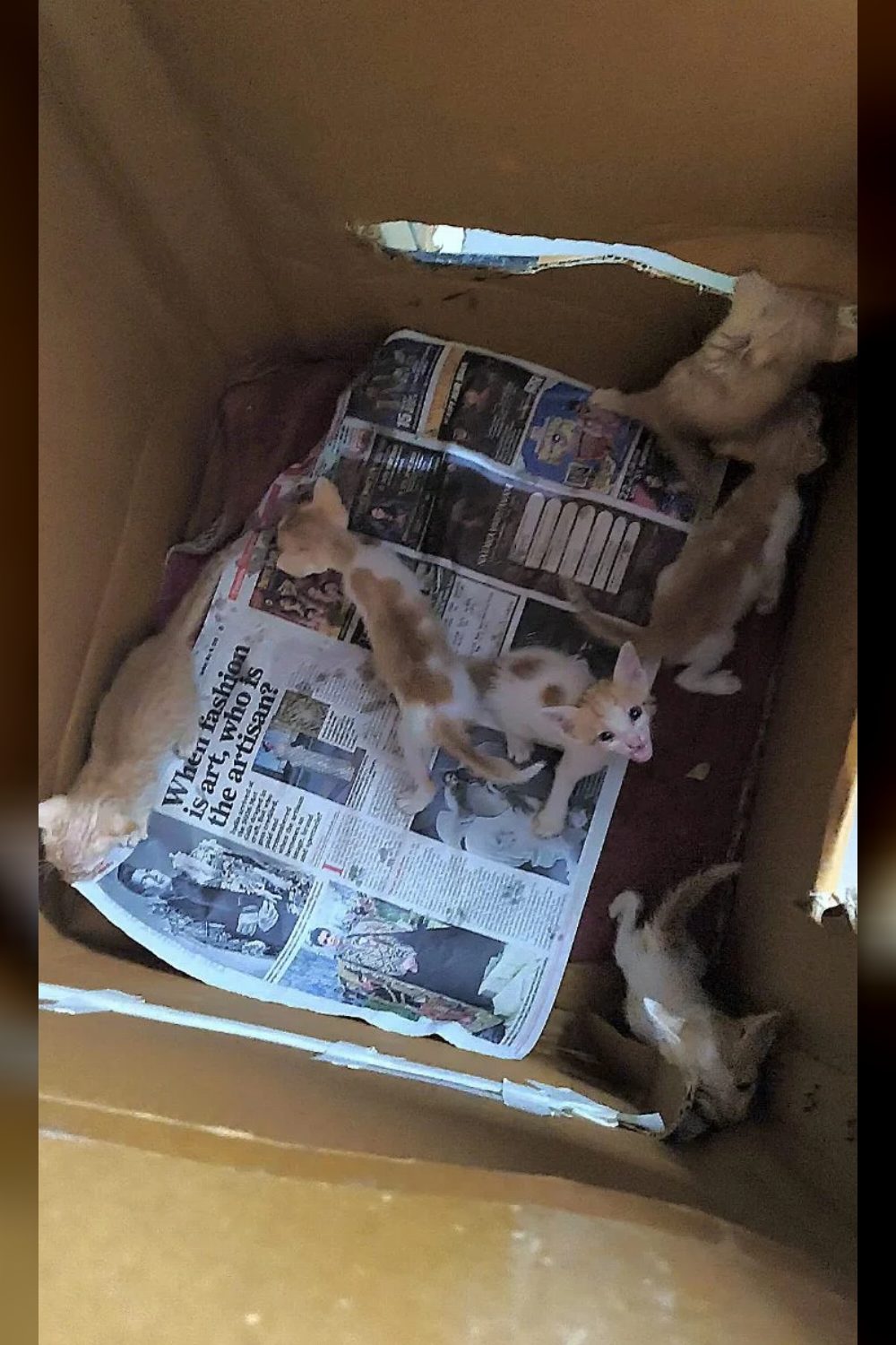 A litter of indie kittens in Powai, five and a half weeks old — Mumbai