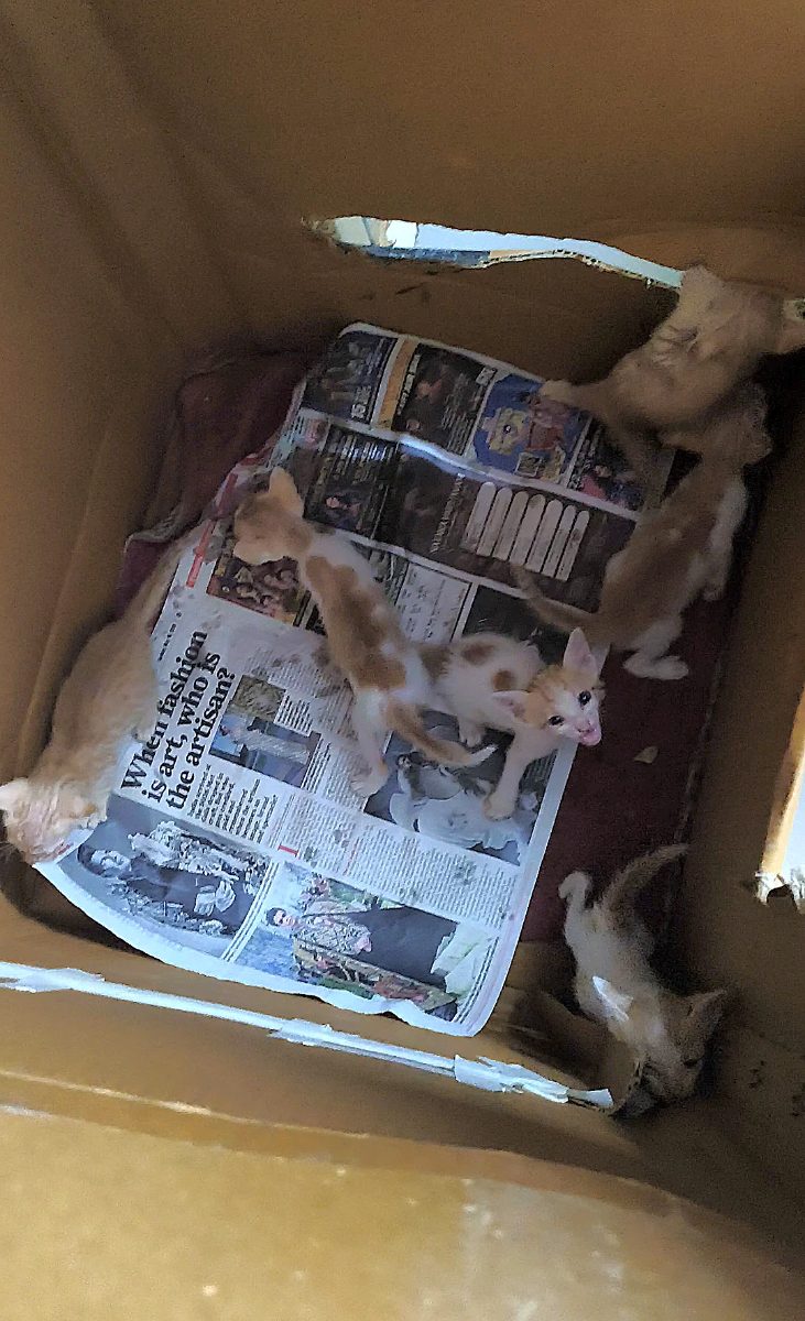 A litter of indie kittens curled together in a newspaper-lined cardboard box in Powai, Mumbai