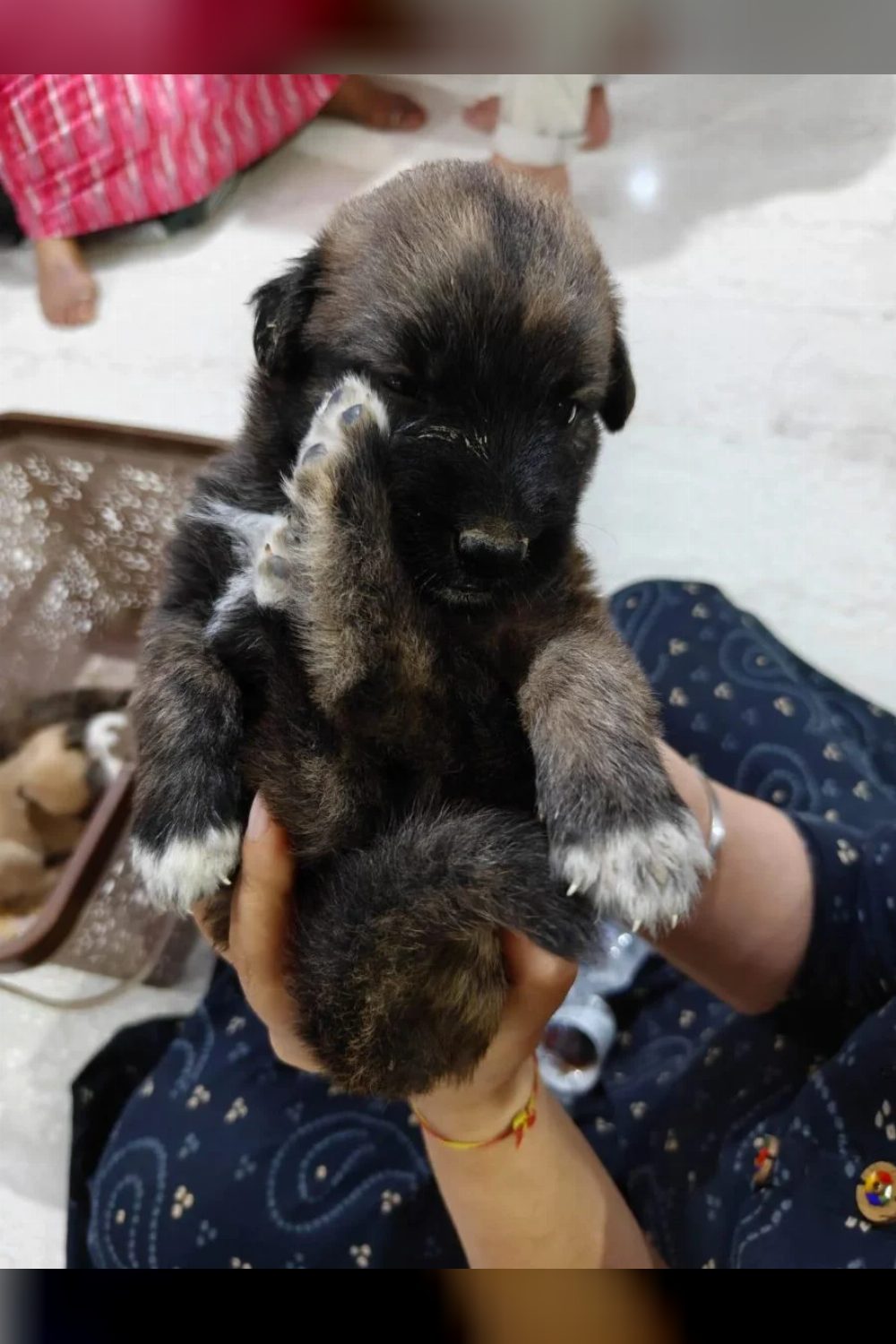 Five indie puppies born in a Ramesh Nagar parking lot need homes — Delhi NCR