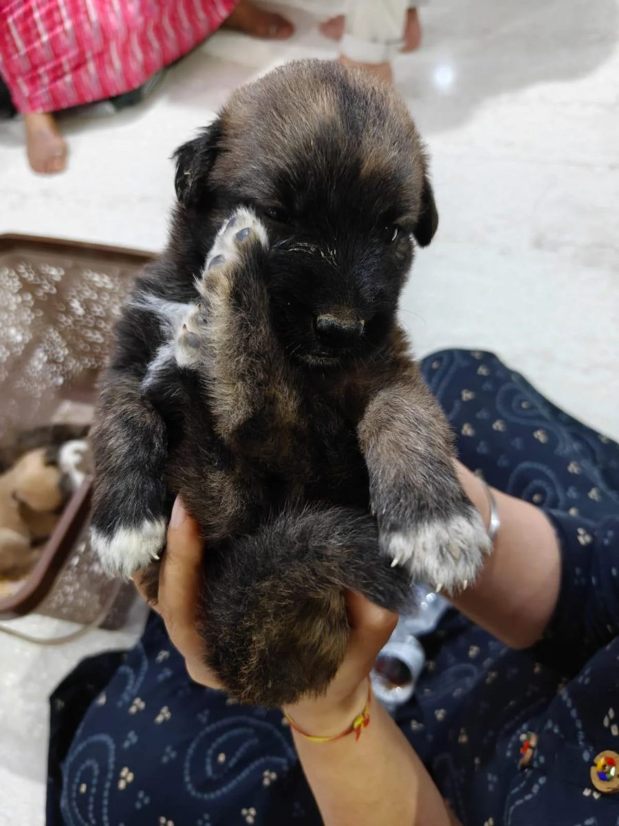 A dark indie puppy about three weeks old being held in two hands, one of five born in a Ramesh Nagar parking lot