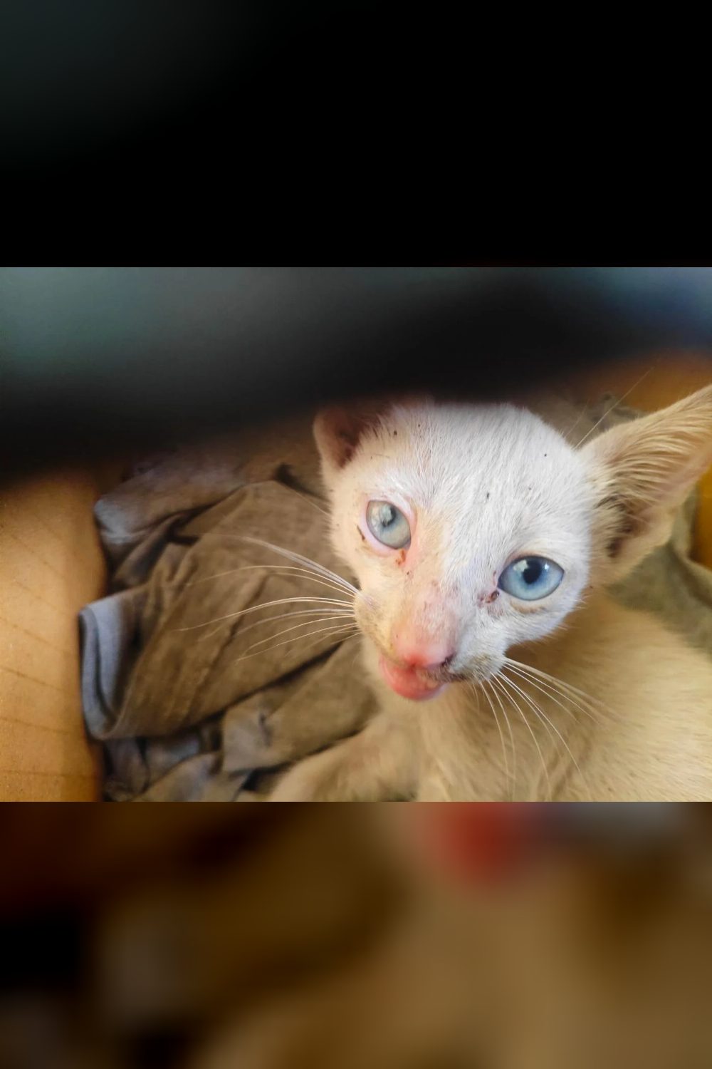 Found an orphaned kitten in Chennai — Need foster/rescue help