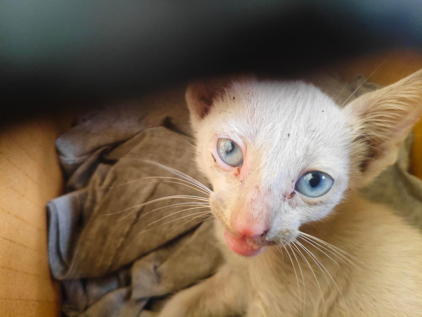 Found an orphaned kitten in Chennai — Need foster/rescue help