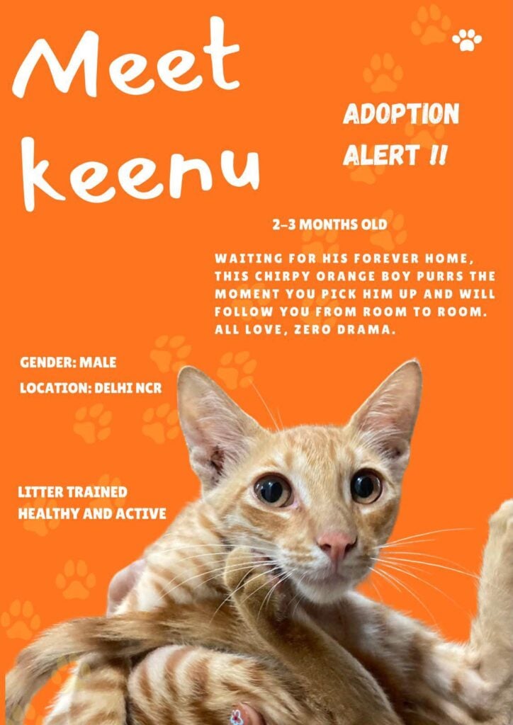 Keenu, an orange two-to-three-month-old kitten, in Moti Nagar, West Delhi