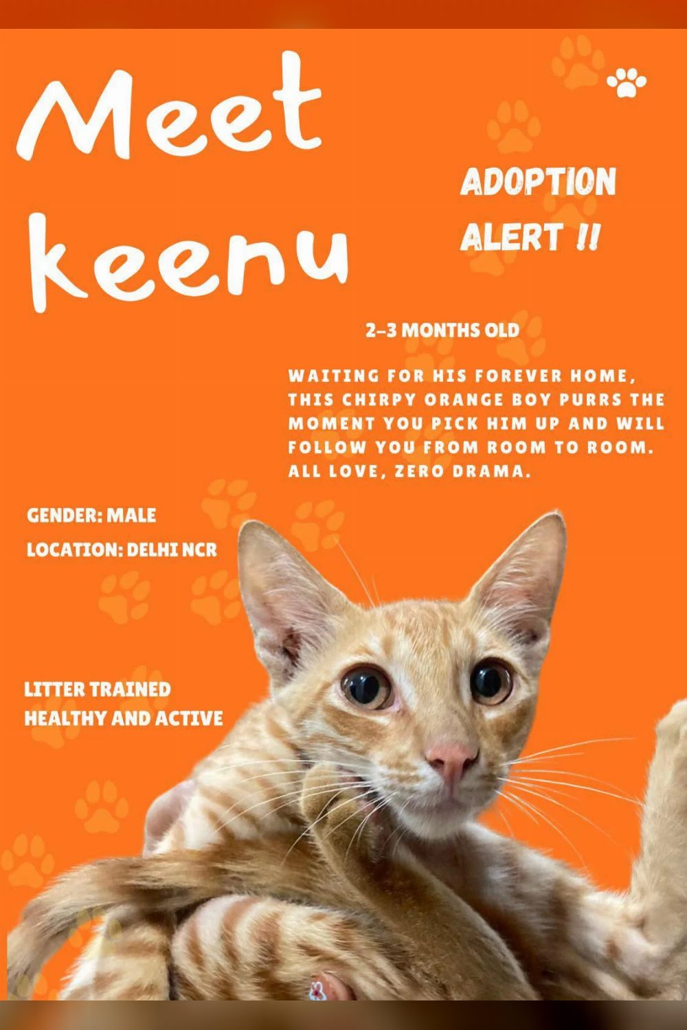 Keenu Was Found Alone in Moti Nagar and Needs a Home — Delhi NCR