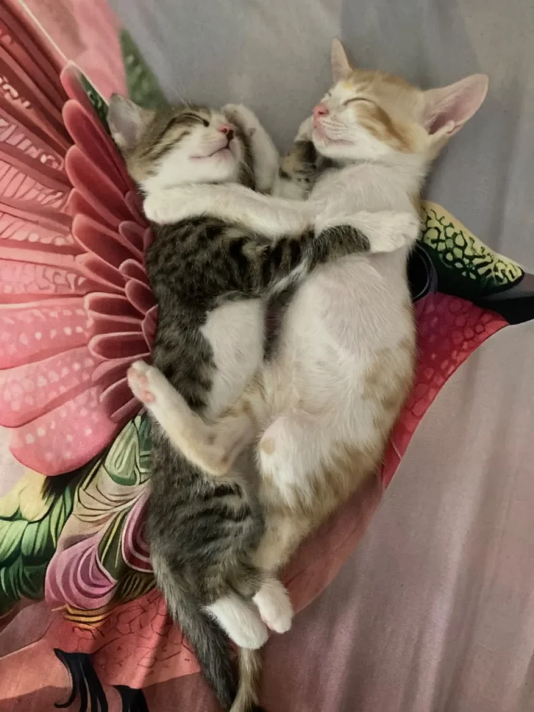 Two kittens hugging each other while sleeping on a floral pillow, one grey tabby and one ginger and white