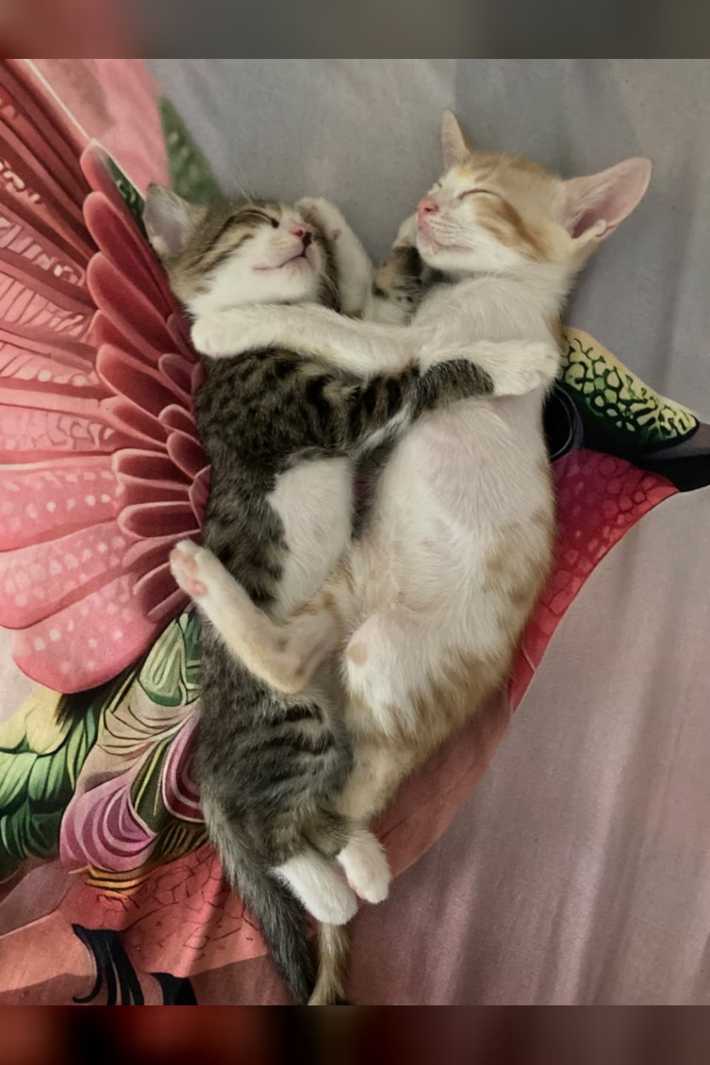 Three Kittens Looking for a Home Together in Malviya Nagar — Delhi NCR