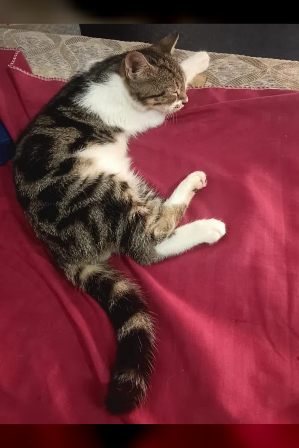 Kitten Needs a Foster or Forever Home — Mumbai