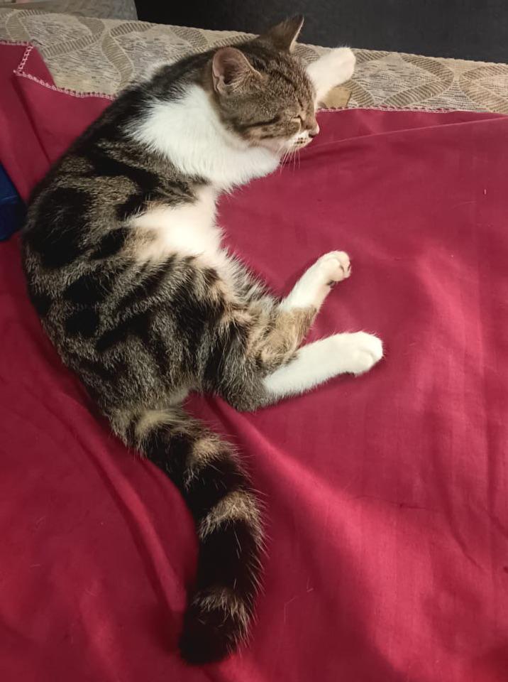 Kitten found in Bhakti Park, Wadala East, Mumbai, needing a foster or home