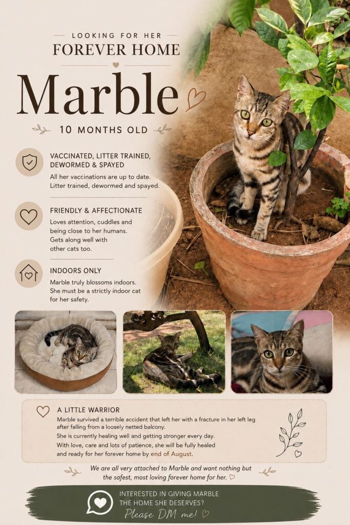 Marble, a 10-month-old tabby cat up for adoption in Bengaluru