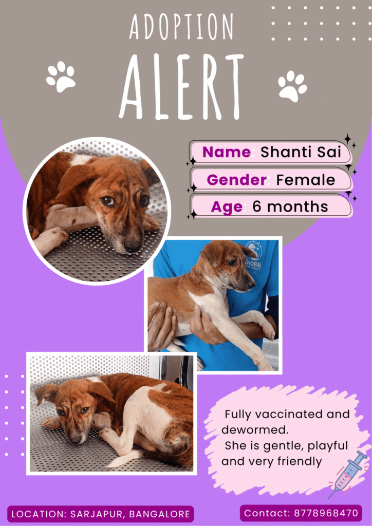 A brown and white indie puppy lying down and being held by a vet in a blue shirt, from the adoption appeal for Shanti Sai in Sarjapur