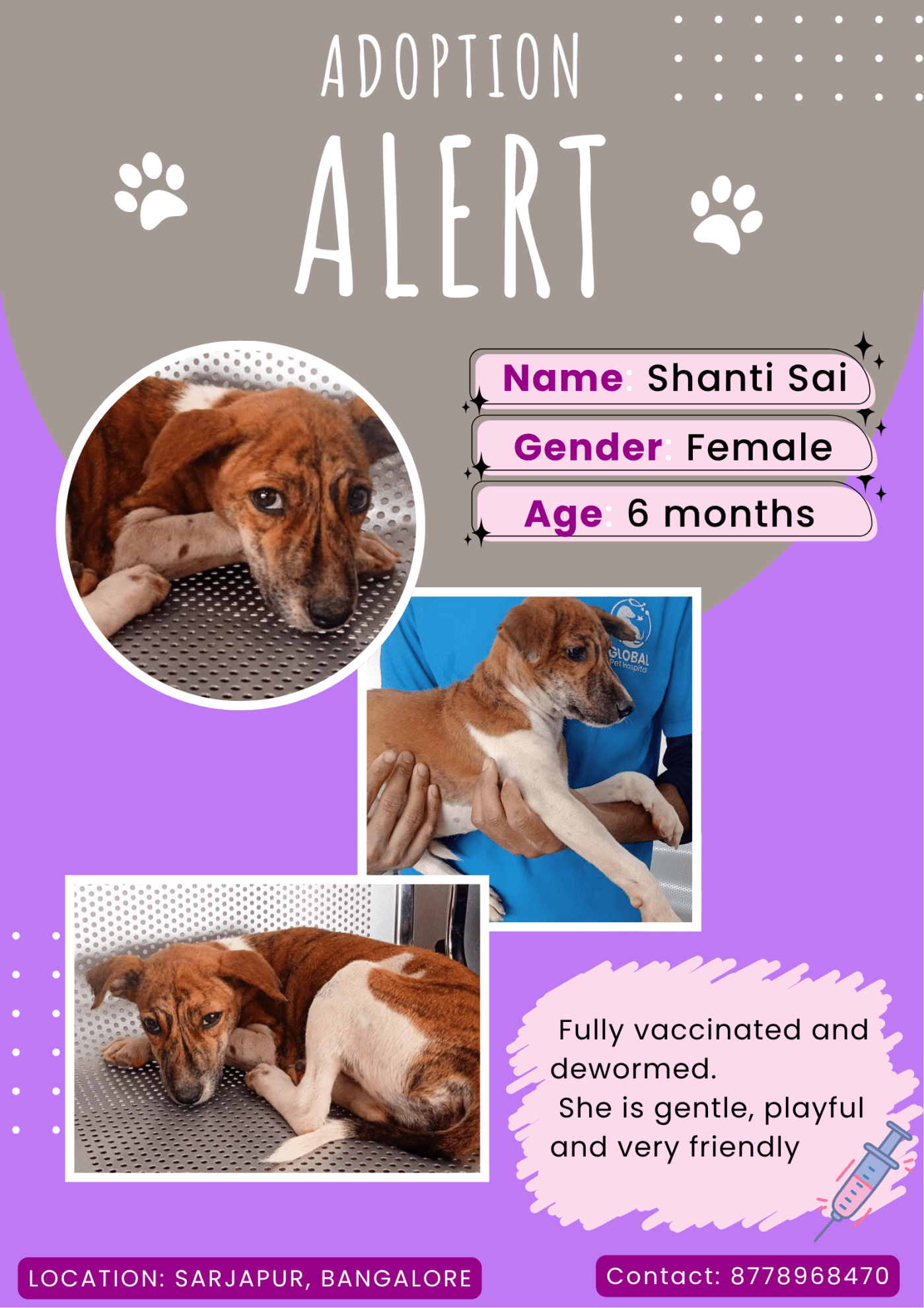 Shanti Sai, a six-month-old indie girl in Sarjapur — Bengaluru