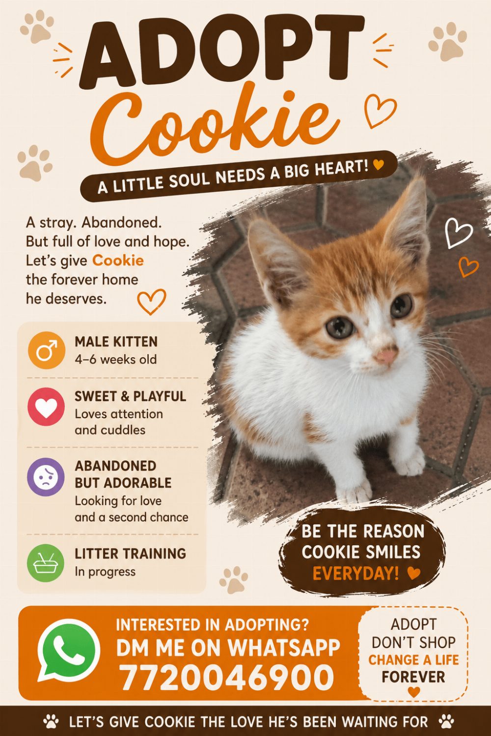 Cookie, a Four-to-Six-Week-Old Kitten Who Lost His Mother, Needs a Home — Pune