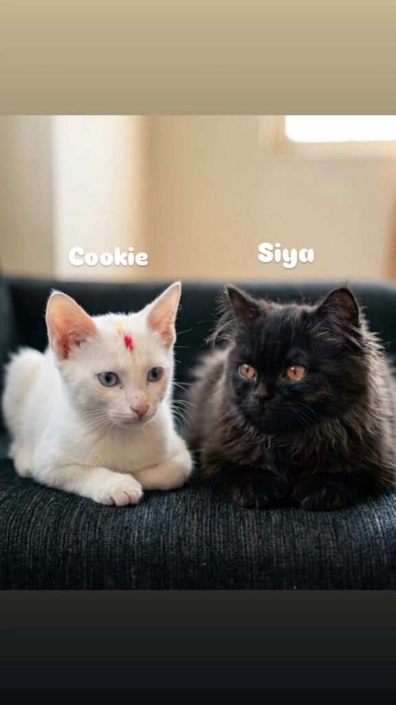 Kooky and Siya, two bonded female cats up for adoption in Kalyan Puri, Delhi