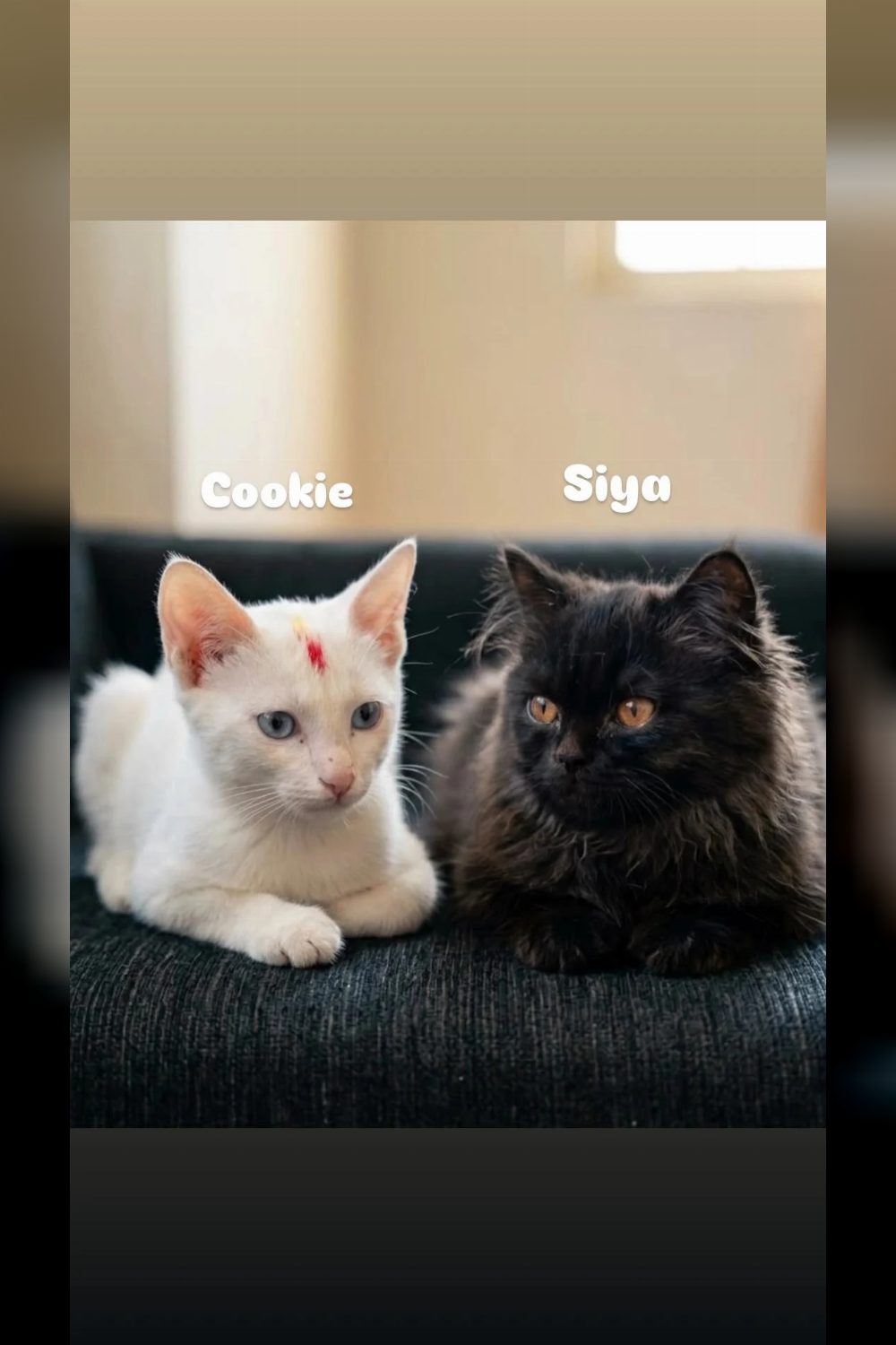Kooky and Siya, two bonded cats in Kalyan Puri, need one home — Delhi NCR
