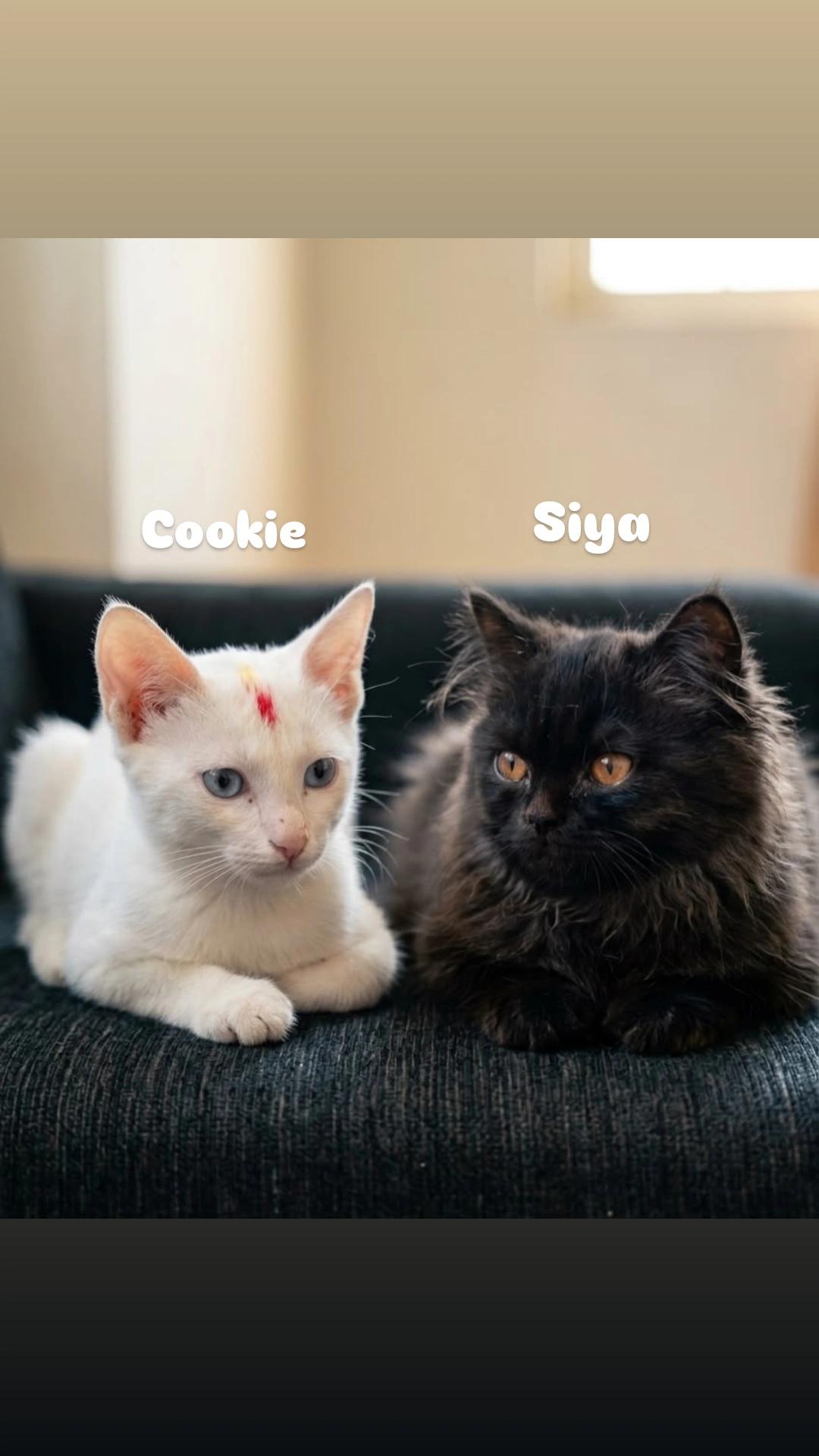 Kooky and Siya, two bonded cats in Kalyan Puri, need one home — Delhi NCR