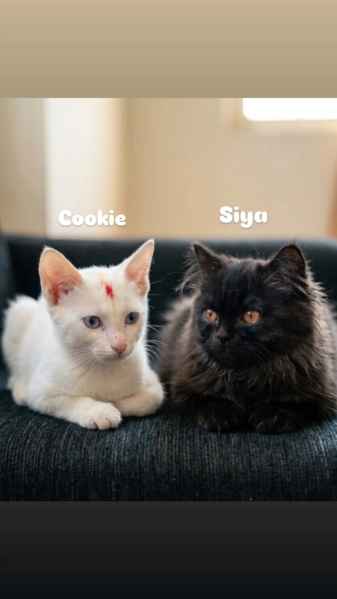 Kooky and Siya, two bonded cats in Kalyan Puri, need one home in Delhi NCR