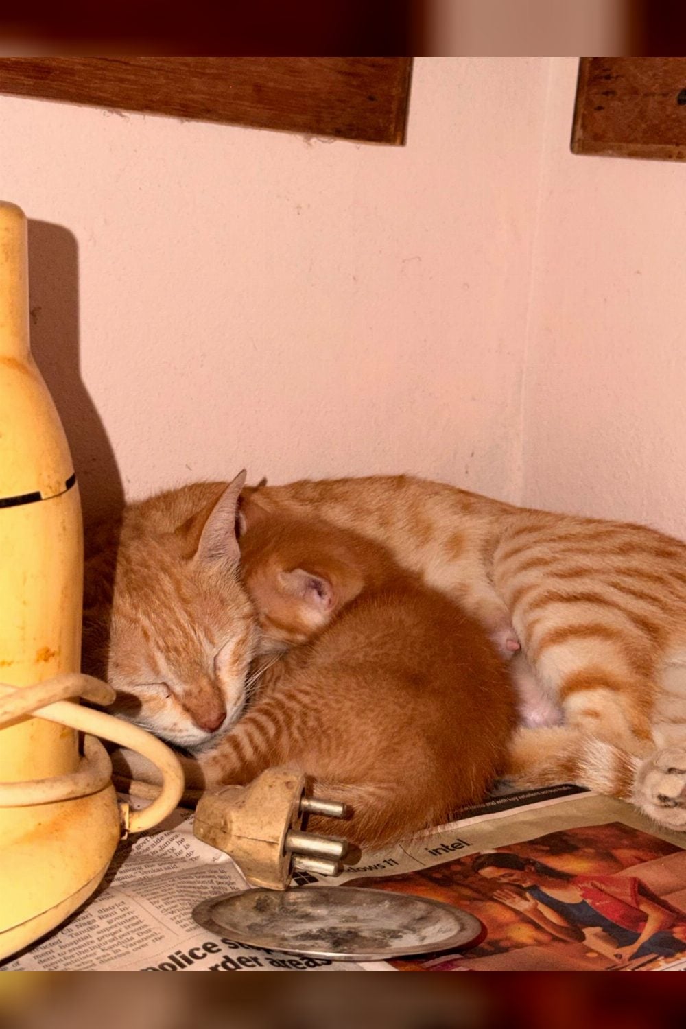 A ginger mother cat and her one surviving kitten need somewhere safe — Hyderabad