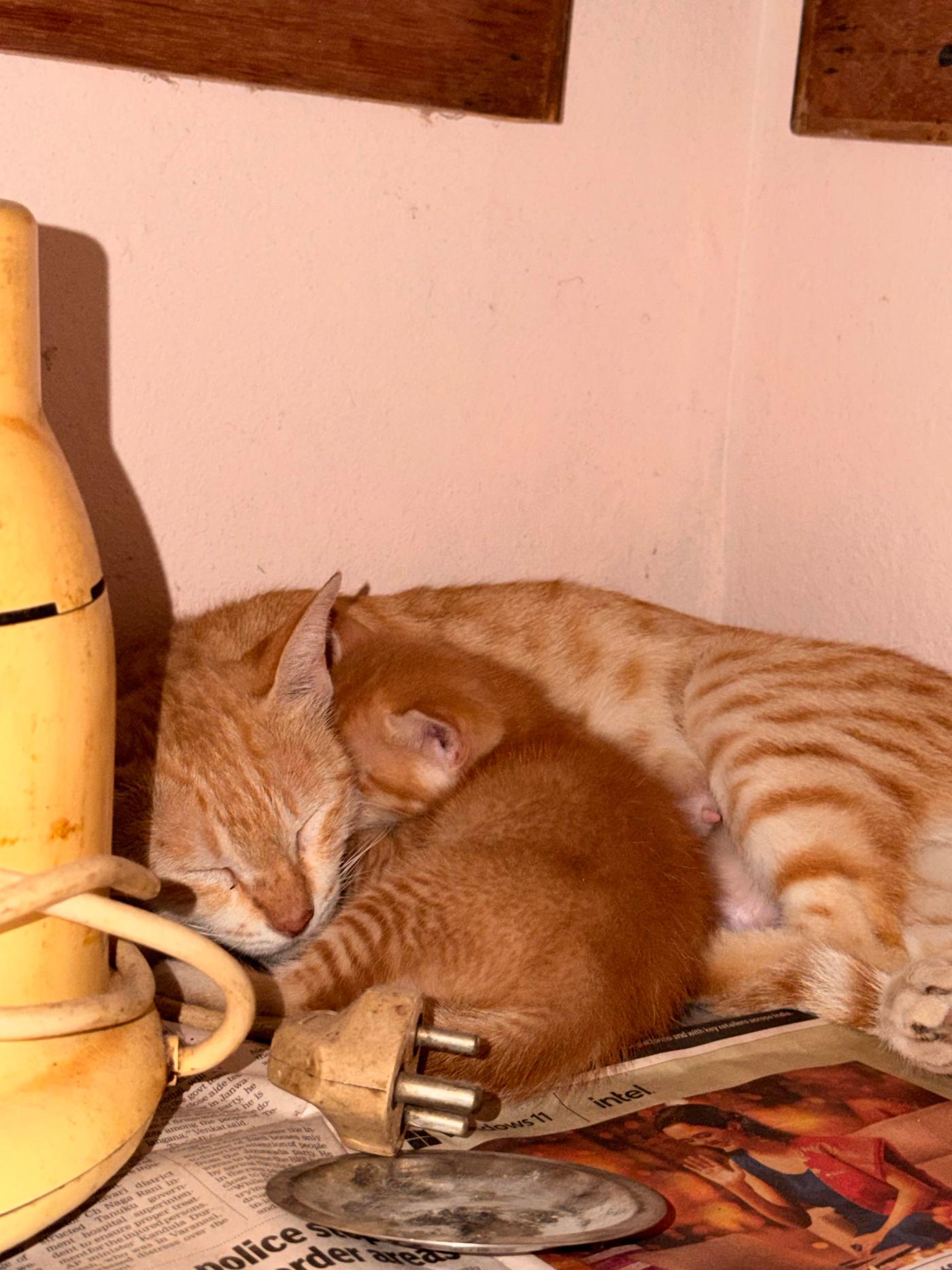 A ginger mother cat and her one surviving kitten need somewhere safe — Hyderabad