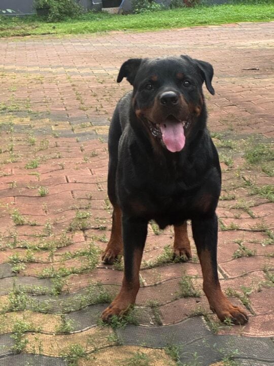 Show-Quality Rottweiler, 6, Needs a New Home, adoptable dog in Kochi