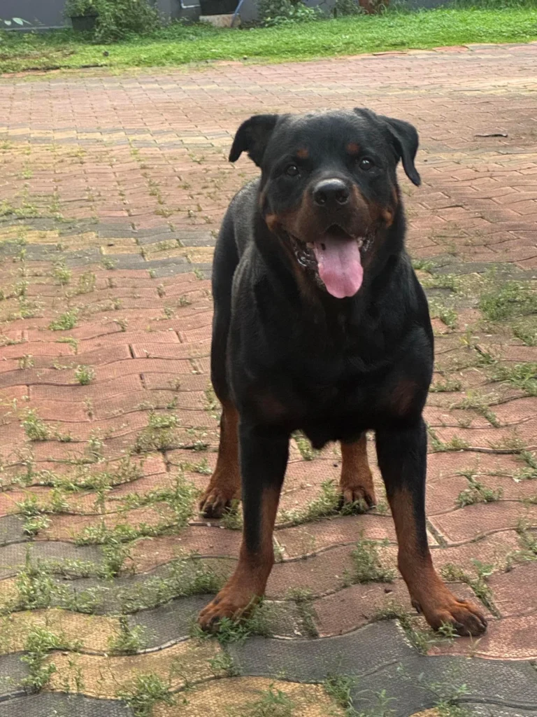 Six-year-old show-quality Rottweiler needing a new home