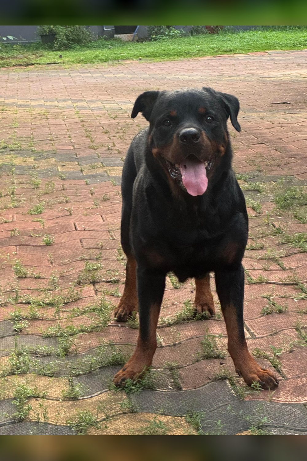 Show-Quality Rottweiler, 6, Needs a New Home — Kochi