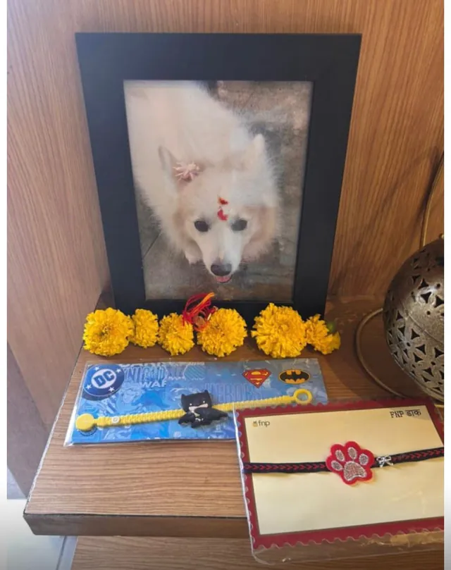 Framed photo of Jimmy the dog with a tilak, marigold flowers and rakhis laid in front, kept by sisters Priyanka and Khushboo