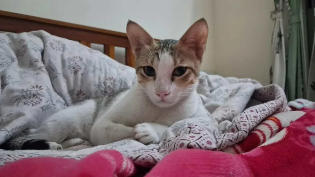 Urgent adoption appeal. ALL Expenses PAID Monthly (Mumbai) - pet in Mumbai