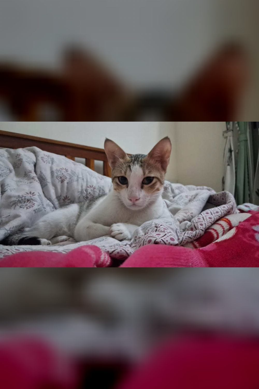 Stormy, a Seven-Month-Old Cat With a Rare Heart Condition, Needs a Calm Home — Mumbai