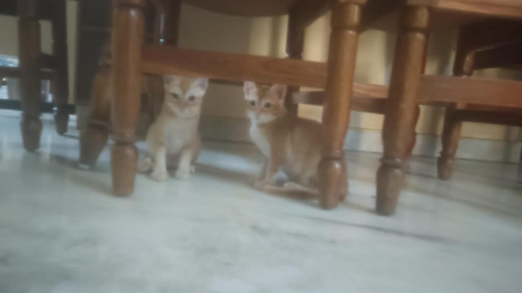 Two orange kittens from the same litter in Hyderabad up for adoption