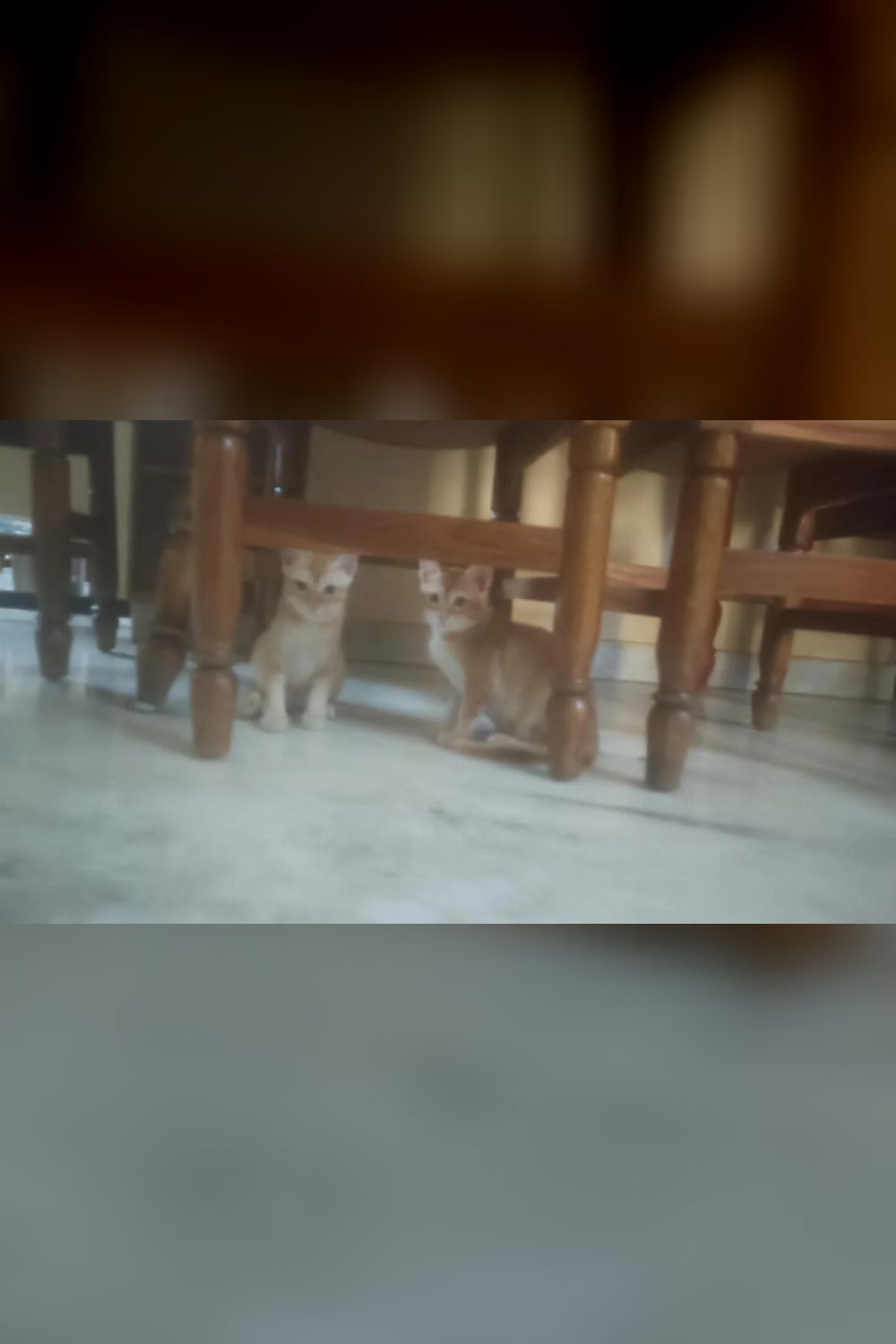 Two Orange Kittens From the Same Litter Need a Home — Hyderabad
