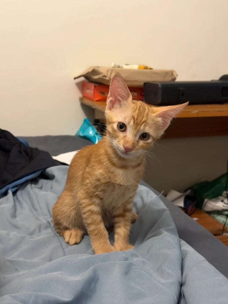 A small ginger kitten sitting on a bed and looking straight at the camera, one of three kittens up for adoption in South Delhi