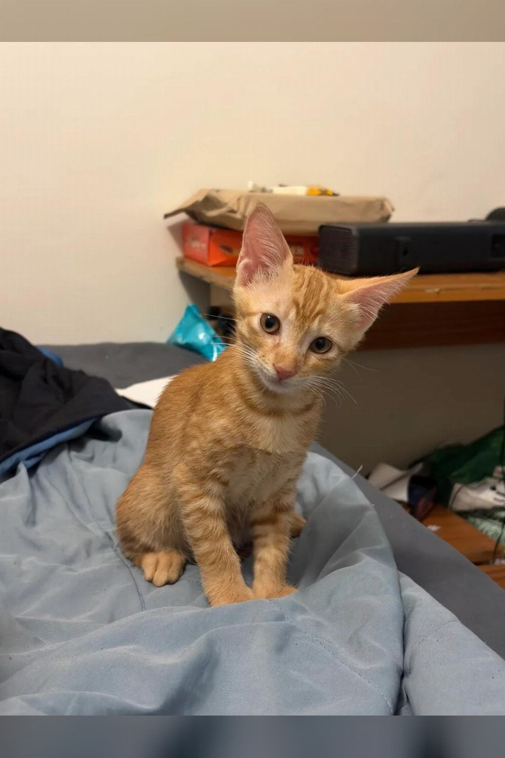 Cheeku, Litchi and Mango, three two-month-old kittens in South Delhi
