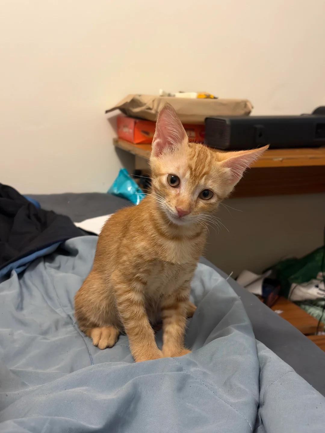 Cheeku, Litchi and Mango, three two-month-old kittens in South Delhi