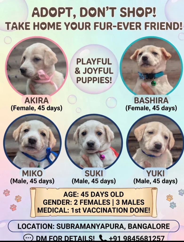 Adopt these cuties - pet in Bengaluru