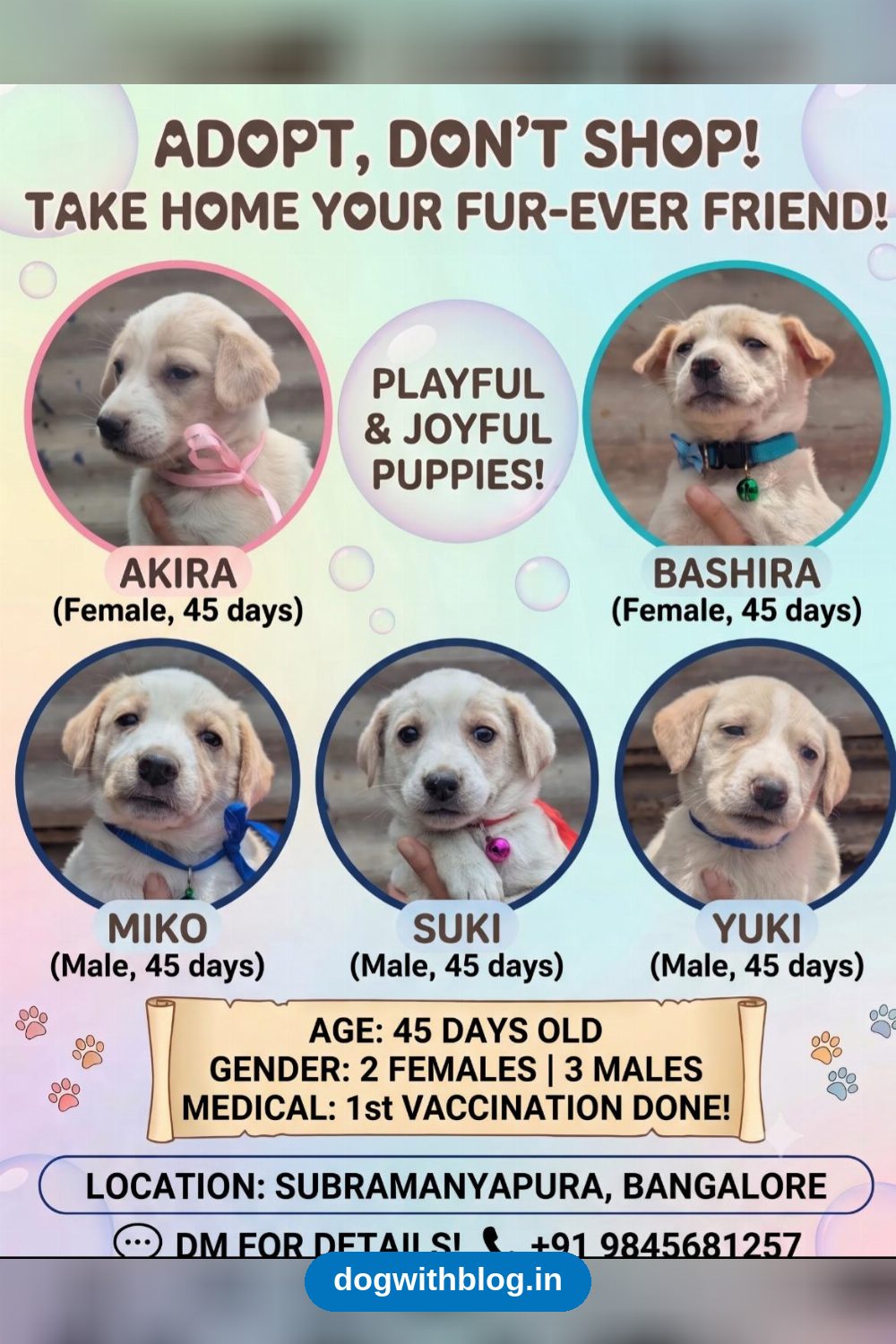 Five Indie Puppies Looking for Homes in Subramanyapura — Bengaluru