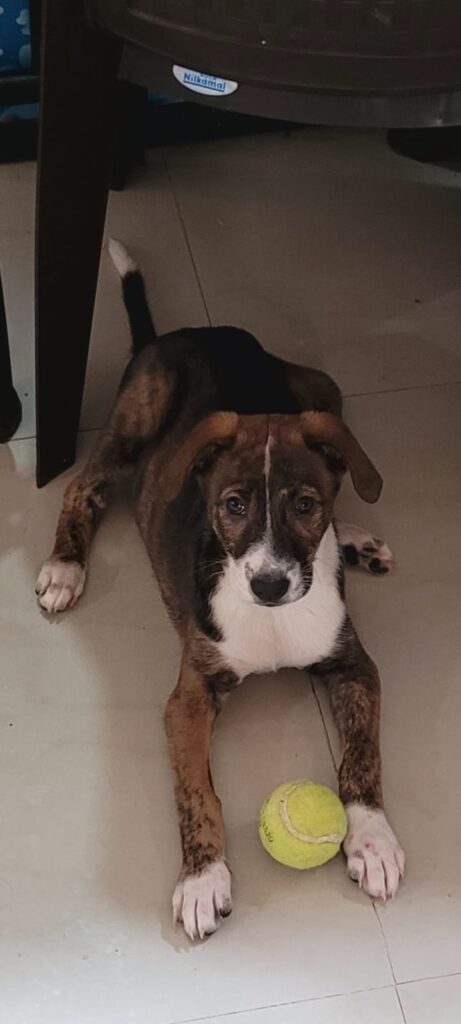 Brindle indie puppy with a white blaze lying with a tennis ball, up for adoption in Bengaluru