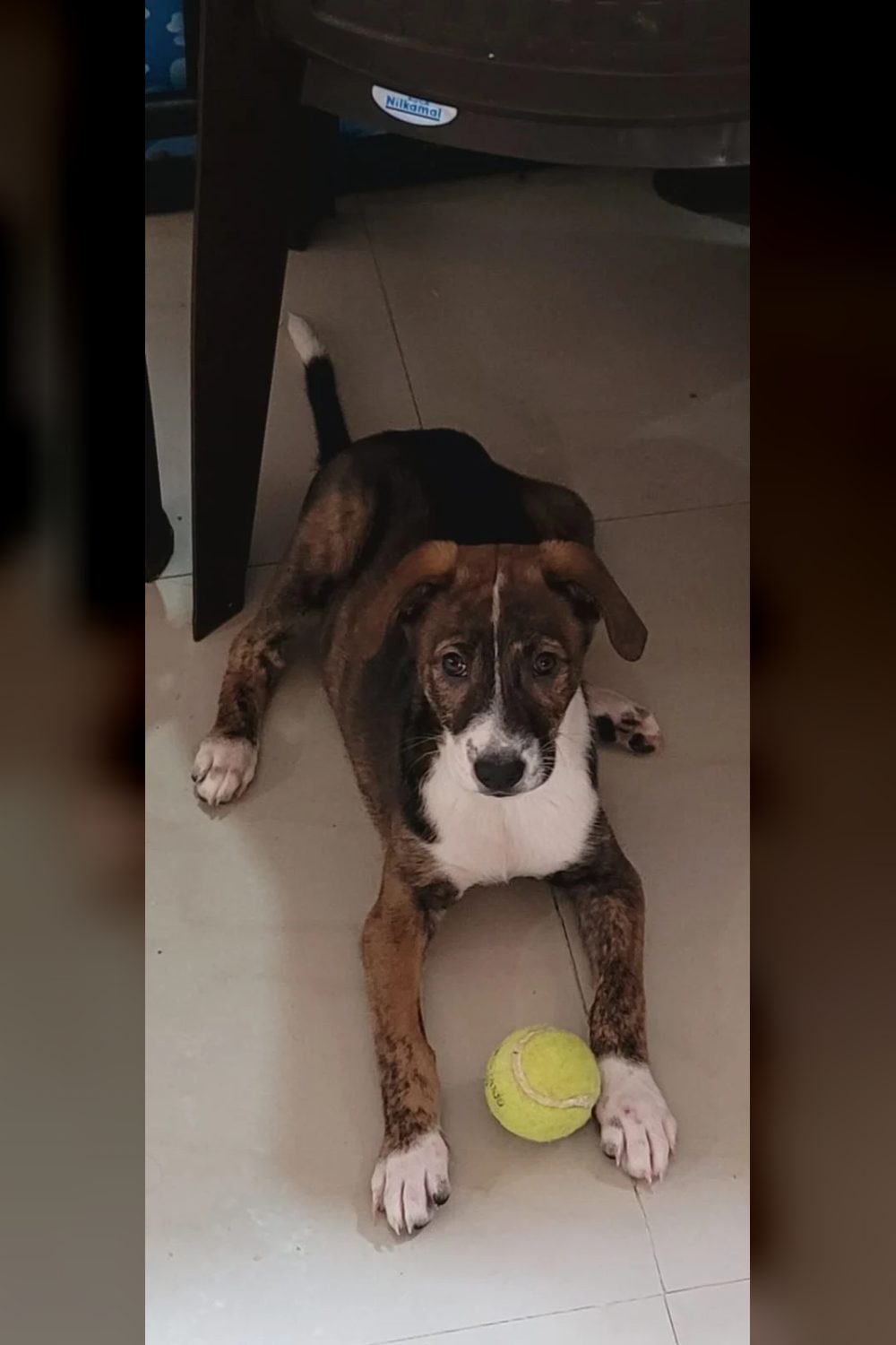 A litter of indie puppies in Bengaluru needs homes