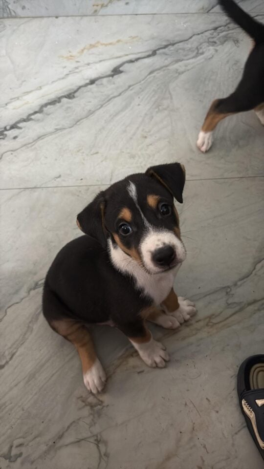 Three six-week, adoptable dog in Haldwani